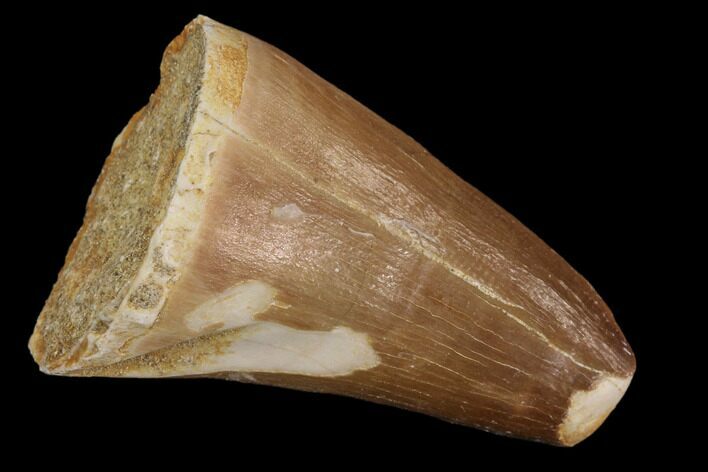 Mosasaur (Prognathodon) Tooth #87616